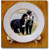 Dogs Bernese Mountain Dog - Bernese Mountain Dog - Plates