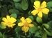 Hibbertia Scandens Photographic Poster Print by Christopher Fairweather, 24x18