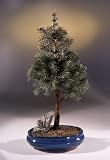 Colorado Blue Spruce Bonsai Tree.(picea pungens glauca)