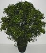 38" INDOOR / OUTDOOR Deluxe Boxwood Plant