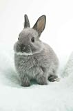Rabbit - 36
