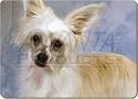 CHINESE CRESTED POWDER PUFF DOG Set of 4 Place Mats