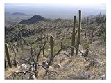 Rugged Slopes of Sabino Canyon Places Photographic Poster Print, 16x12
