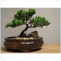 Bonsai