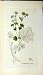 1799 Alchemilla Vulgaris Sowerby Botanical Plant Herb