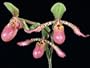 Paphiopedilum Song of Love
