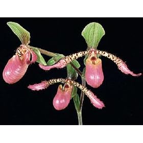 Paphiopedilum Song of Love