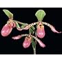 Paphiopedilum Song of Love (lowii X liemianum) (Lady Slipper orchid)