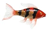 Swimways Rainbow Reef Koi (Each)