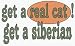 get a real cat! Get a siberian 11 oz. White Mug