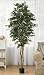 6' Smilax Tree