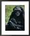 A Mother Bonobo Holds Her Baby at the San Diego Wild Animal Park National Geographic Collection Framed Art Poster Print by Michael Nichols, 18x22