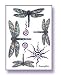 Mandala Arts Dragonfly Body Art Tattoos