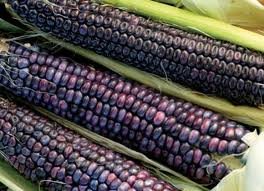 Blue Hopi Corn 20+ Seeds Rare Heirloom Ornamental Fall Seed