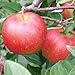 Pixie Crunch Apple Tree Quick-Pro Potted L'il Big Image