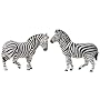 Noah's Pals: Zebra
