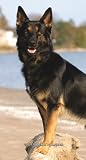 German Shepherds 2009 Weekly Pocket Planner Calendar
