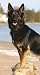 German Shepherds 2009 Weekly Pocket Planner Calendar