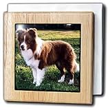 Border Collie Tan and White - 6 Inch Tile Napkin Holder