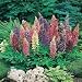 Lupin Gallery Dwarf Mixed by Mr Fothergills