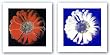 Flower for Tacoma Dome, c. 1982 Set by Andy Warhol 36"x36" Art Print Poster
