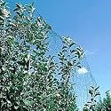 Garden Netting 3 x 50 ft.