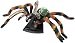 Revell X-Ray Tarantula Spider Anatomy Models_s-2