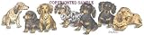 Dachshund - Puppies in a Row by Cindy Farmer, Longhair