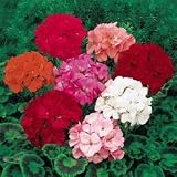 Geranium Seeds - Geranium Orbit Mix