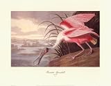 Roseate Spoonbill Fine Art Poster Print by John James Audubon, 30x23