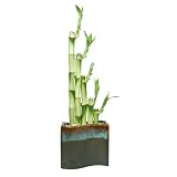 Lucky Bamboo Plant Arrangment, 5 Stalks, Two-Tone New Wave Vase - Green on Chocolate - Exclusive Design by Eves Garden