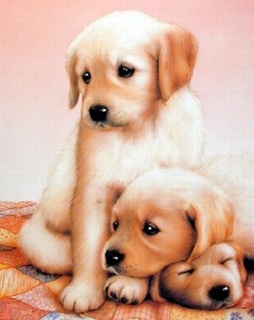 3 Puppies 8 x 10 Animals Art Print Poster