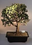 Baby Jade Bonsai Tree.(Portulacaria Afra)