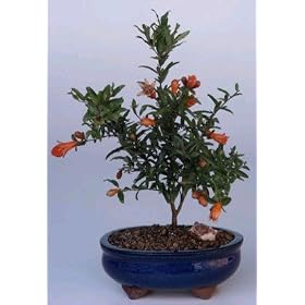 Bonsai Boy's Flowering Dwarf Pomegranate - Small(Punica Granatum (nana)