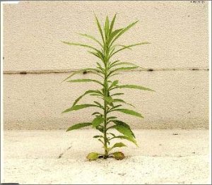 最後に咲く花