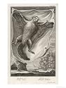 Flying Squirrel Sciuridae Pteromys or Sciuropterus Art Giclee Poster Print by I.g. Pintz, 18x24