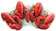 4 Live Maine Lobsters, 1.25 lbs. A Piece