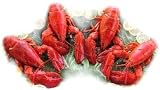 4 Live Maine Lobsters, 1.25 lbs. A Piece