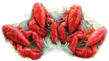 4 Live Maine Lobsters, 1.25 lbs. A Piece by Charleston Seafood