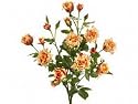 Allstate FBR839-AP 21 in. Suzi ft.s Rose Bush Apricot- Case of 12