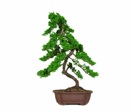 Brussel\'s Green Mound Juniper Bonsai