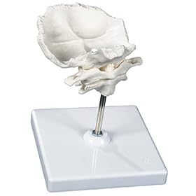 【クリックで詳細表示】環椎と軸椎モデル，後頭骨・スタンド付