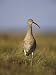 Curlew (Numenius Arquata), Upper Teesdale, England, United Kingdom Art Photographic P...