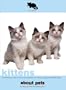 Kittens (About Pets)
