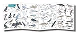 Guide to summer coastal birds