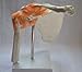 Cranstein A-332 Shoulder Joint Model - Anatomy, Skeleton