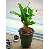 ���i�̏ڍ�