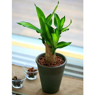 【送料無料】ミニ幸福の木4号信楽焼陶器鉢植え【インテリアグリーン】【観葉植物】【誕生日】【お祝い】