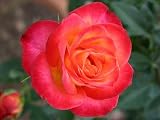 Edelrose Alinka - (3-Liter Topf)