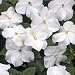Impatiens - Baby White - 1000 Seeds